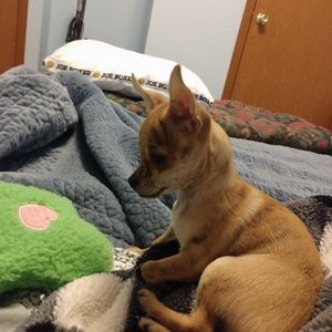 Meet your Posher, Robin